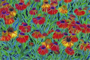 USA, Oregon, Coos Bay. Abstract of Helenium flowers in garden