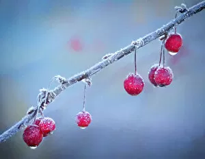 Images Dated 1st January 2000: USA, Oregon, Coos Bay. Crabapples on frosty morning