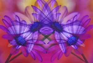 Images Dated 2018 August: USA, Oregon, Coos Bay. Mirror image of African daisies