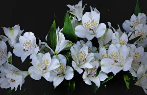 Bunch Prints: USA, Oregon, Coos Bay. White Peruvian lilies close-up. Credit as