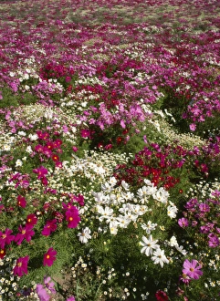 Willamette Valley Prints: USA, Oregon, Cosmos flower on Willamette Valley