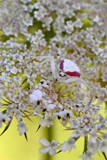 Spider Prints: USA, Oregon. Crab spider on wild carrot bloom