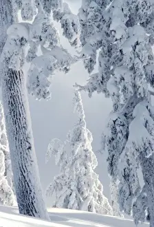 USA, Oregon, Crater Lake area. Trees are encrusted with heavy snow near Crater Lake, Oregon