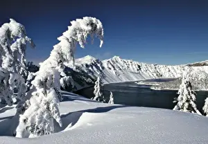 USA, Oregon, Crater Lake NP. Pristine snow covers the pines surrounding Crater Lake