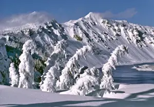 USA, Oregon, Crater Lake NP. Trees bow under the weight of winter snow in Crater Lake National Park