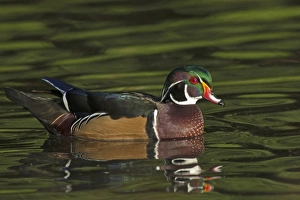 North West Prints: USA, Oregon, Crystal Springs Rhododendron Gardens, drake Wood Duck (Aix sponsa)