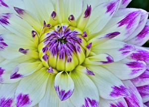 Growing Prints: USA, Oregon. Dahlias in summer bloom