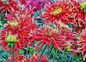 Growing Prints: USA, Oregon. Dahlias in summer bloom