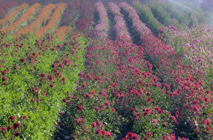 Growing Prints: USA, Oregon. Dahlias in summer bloom