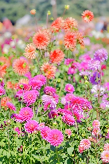 Growing Prints: USA, Oregon. Dahlias in summer bloom