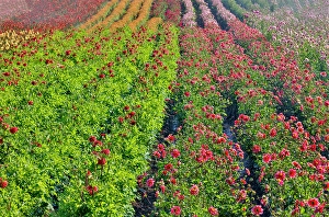 Growing Prints: USA, Oregon. Dahlias in summer bloom