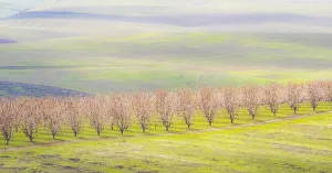 Lone Tree Prints: USA, Oregon, The Dalles, Orchard just south of The Dalles cherry trees