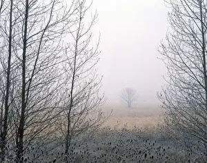 Prints of USA, Oregon, Delta Park. Cottonwood and teasels frame an Oregon ash tree Images Dated 2020 May: USA, Oregon, Delta Park. Cottonwood and teasels frame an Oregon ash tree