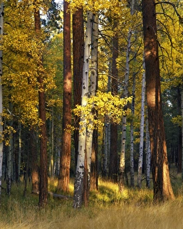 USA, Oregon, Deschutes National Forest. Aspen and ponderosa trees in autumn. Credit as
