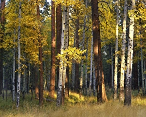 USA, Oregon, Deschutes National Forest. Aspen and ponderosa trees in autumn. Credit as