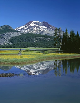 USA, Oregon, Deschutes National Forest, Leafy arnica blooms on an island in Sparks