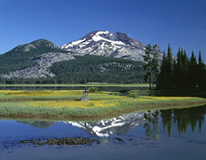 Subalpine Prints: USA, Oregon, Deschutes National Forest, Leafy arnica blooms on an island in Sparks