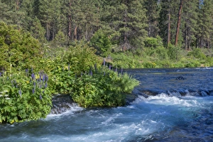 USA, Oregon, Deschutes National Forest, Summer wildflowers and pine forest along