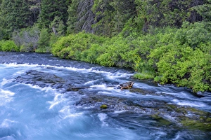 Images Dated 24th June 2016: USA, Oregon, Deschutes National Forest, Wizard Falls and summer vegetation along