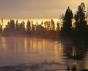 Images Dated 2nd September 2018: USA, Oregon, Deschutes National Forest. Fog hovers above the Deschutes River at sunrise