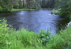 Images Dated 6th July 2017: USA, Oregon, Deschutes National Forest. Early summer vegetation and the Metolius River