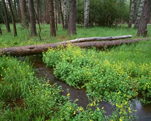 Images Dated 6th September 2018: USA, Oregon. Deschutes National Forest, yellow monkeyflower blooms along Cold Spring