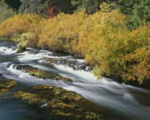 Images Dated 5th September 2018: USA, Oregon, Deschutes National Forest. Fall colored shrubs along the Metolius River