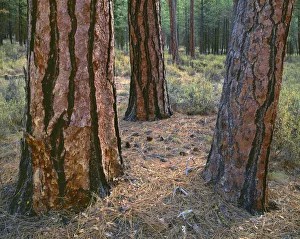 USA, Oregon, Deschutes National Forest. Trunks of mature ponderosa pine in autumn, Metolius Valley