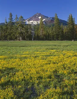 Images Dated 7th July 2017: USA, Oregon. Deschutes National Forest, Broken Top rises above coniferous forest