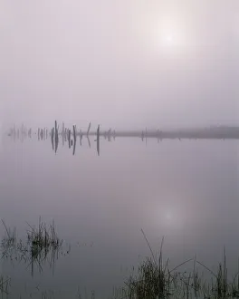 Images Dated 5th September 2018: USA, Oregon. Deschutes National Forest, early morning sun breaks through fog over