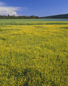 Images Dated 3rd September 2018: USA, Oregon. Deschutes National Forest, extensive bloom of subalpine buttercup in