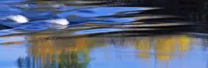 USA, Oregon, Deschutes River. Golden aspen trees reflect in the Deschutes River near Bend