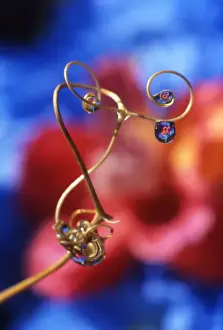Twist Prints: USA, Oregon, Dewdrops on sweet pea tendril reflect flowers. Credit as: Steve Terrill