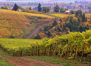 Images Dated 5th July 2006: USA, Oregon, Dirt road along acres of vines at Knutson vineyard, near Dundee in the