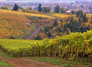 USA, Oregon, Dirt road along acres of vines at Knutson vineyard, near Dundee in
