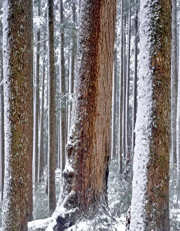 Old Growth Prints: USA, Oregon, Drift Creek Wilderness. Snow on Douglas fir trees