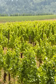 Images Dated 22nd July 2014: USA, Oregon, Dundee. Torii Mor Winery and vineyard in Dundee Hills, OR