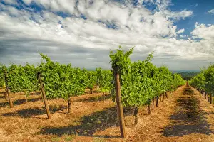 Dundee Prints: USA, Oregon, Dundee. Torii Mor Winery and vineyard in Dundee Hills, OR