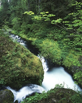 Eagle Creek Prints: USA, Oregon, Eagle Creek, View of waterfall at Columbia River Gorge National Scenic Area