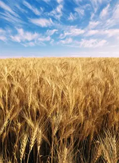 Eastern Oregon Prints: USA, Oregon, Eastern Oregon, View of whispy clouds above wheat field