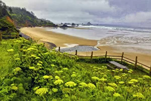 USA, Oregon, Ecola State Park. Cow parsnip blooms along the trail to Indian Beach