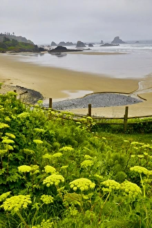 Images Dated 2000: USA, Oregon, Ecola State Park. Cow parsnip blooms along the trail to Indian Beach