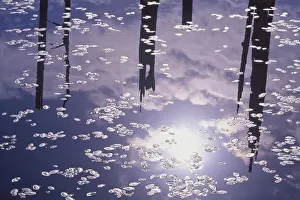 Death Prints: USA, Oregon, Empire Lake. Rising sun reflects off lily pads in lake