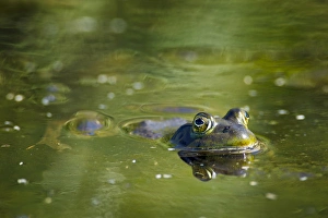 Images Dated 17th June 2011: USA, Oregon, Eugene, Fern Ridge Wildlife Area, Bullfrog (Rana catesbeiana) an invasive