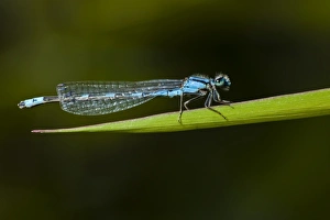 Images Dated 13th June 2010: USA, Oregon, Eugene, Fern Ridge Wildlife Area, a Tule Bluet (Enallagama carunculatum)