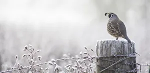 Fence Post Prints: USA, Oregon, Eugene, mornings frost fence post and California Quail
