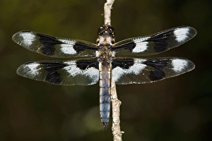 Images Dated 6th July 2011: USA, Oregon, Eugene, West Eugene Wetlands, Eight-spotted Skimmer, (Libellula forensis)