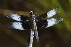 Images Dated 31st July 2011: USA, Oregon, Eugene, West Eugene Wetlands, a male Widow Skimmer (Libellula luctuosa)