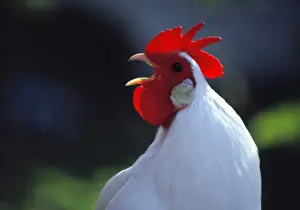 Live Stock Prints: USA, Oregon, Eugene. A white rooster greets the day in Oregon