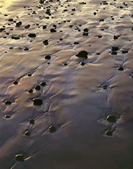 Unusual Prints: USA, Oregon. Evening light defines wet beach with scattered rocks, near Oceanside